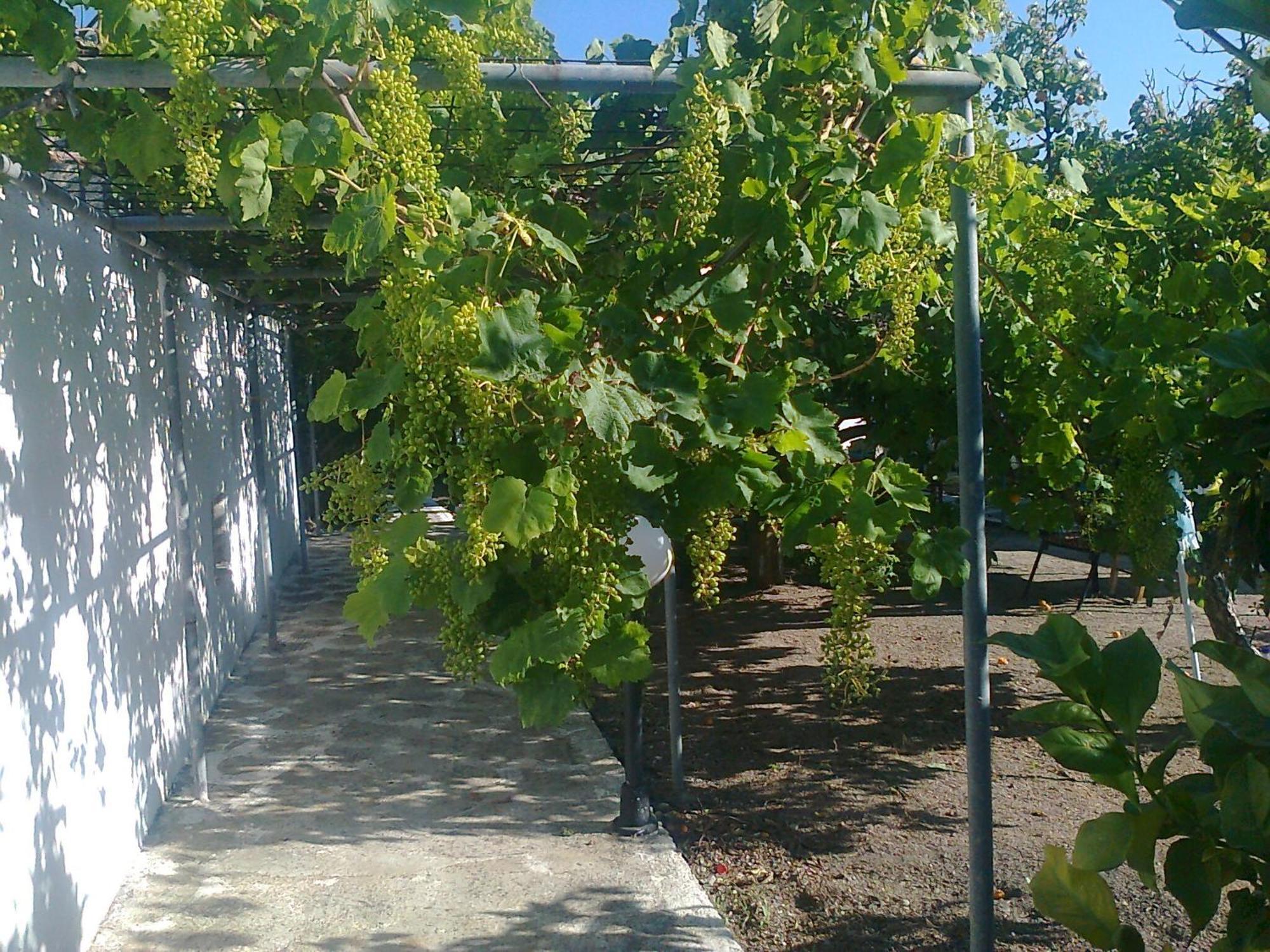 Dionysia Studios Kefalos  Exterior photo