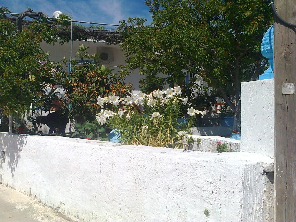 Dionysia Studios Kefalos  Exterior photo